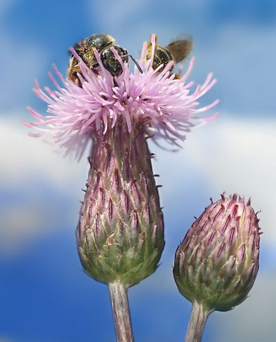 Cirsium arvense